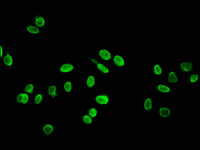 Hydroxyl-Histone H4 (Tyr88) Antibody in Immunocytochemistry (ICC/IF)