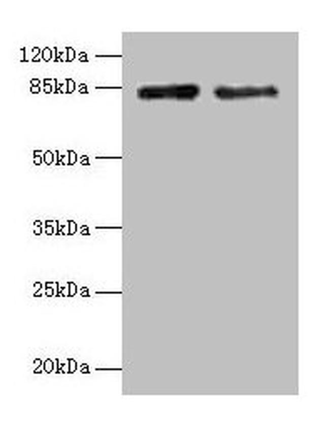 HJURP Antibody in Western Blot (WB)