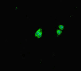 HS6ST1 Antibody in Immunocytochemistry (ICC/IF)