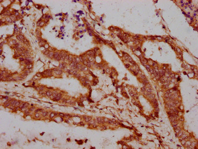LPO Antibody in Immunohistochemistry (Paraffin) (IHC (P))