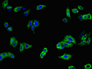 MFI2 Antibody in Immunocytochemistry (ICC/IF)