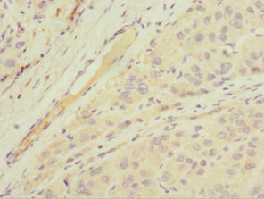 MGAT1 Antibody in Immunohistochemistry (Paraffin) (IHC (P))