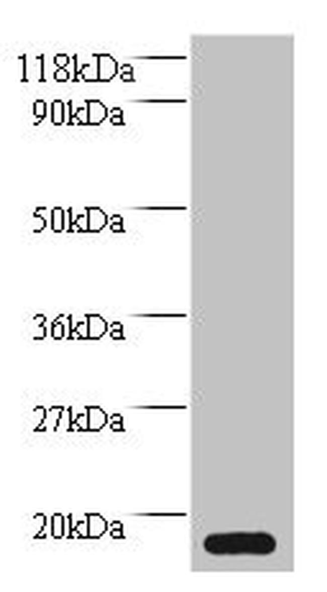 MRFAP1L1 Antibody in Western Blot (WB)