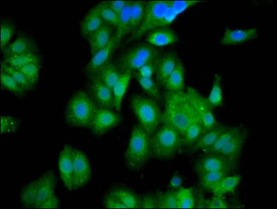 PET112 Antibody in Immunocytochemistry (ICC/IF)