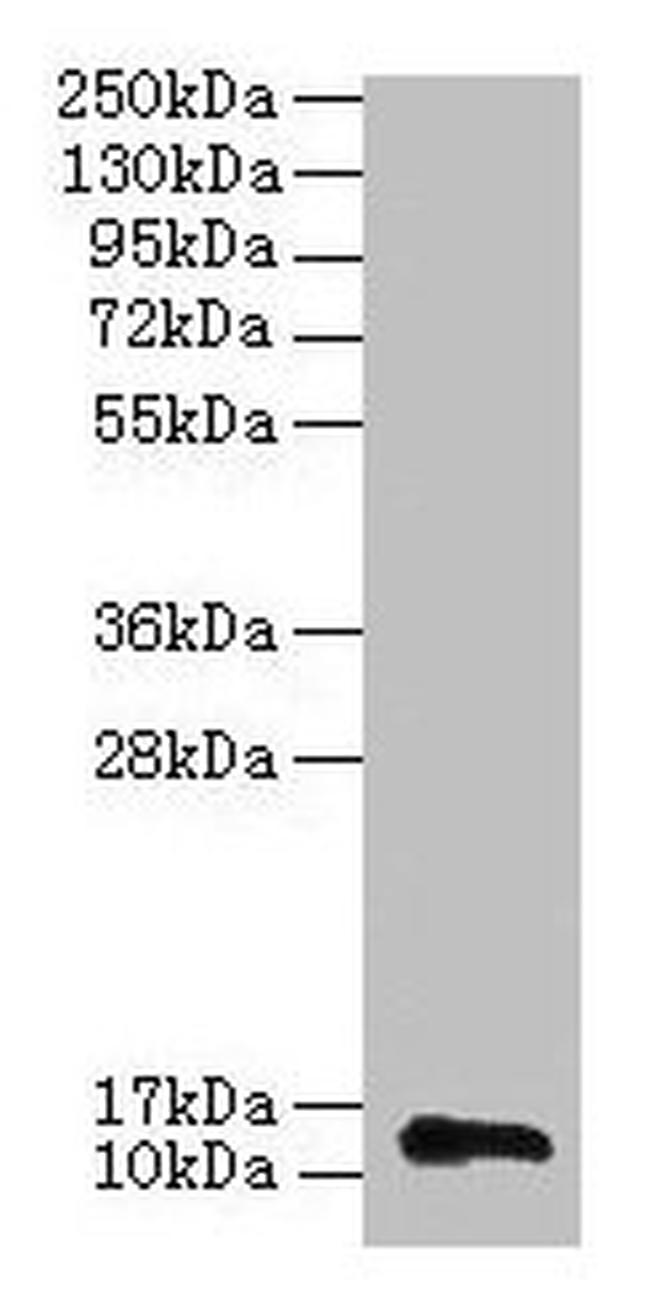 RPL36AL Antibody in Western Blot (WB)