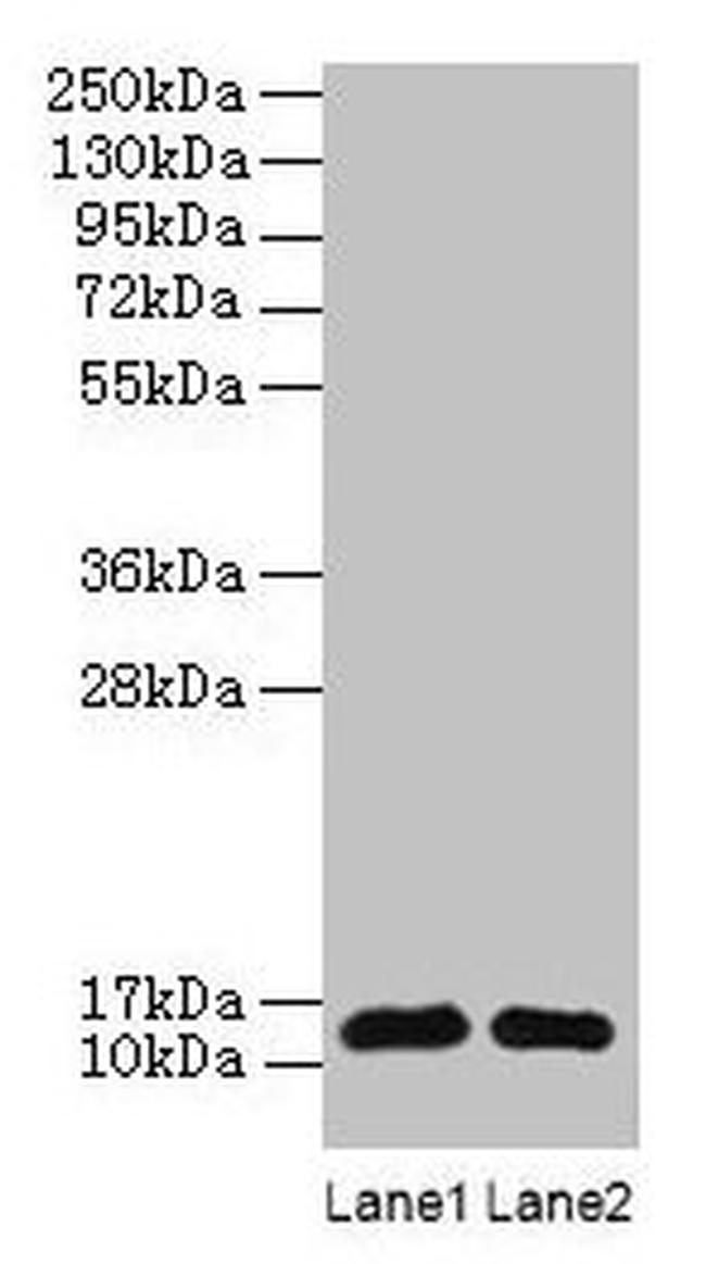 RPL36AL Antibody in Western Blot (WB)