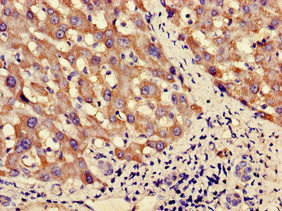 PNLIPRP3 Antibody in Immunohistochemistry (Paraffin) (IHC (P))