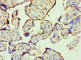 PPP3CC Antibody in Immunohistochemistry (Paraffin) (IHC (P))