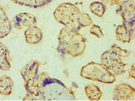 PPP3CC Antibody in Immunohistochemistry (Paraffin) (IHC (P))