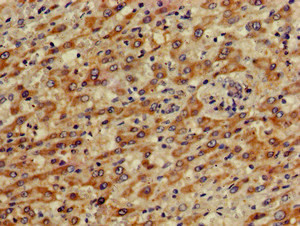 PRKACG Antibody in Immunohistochemistry (Paraffin) (IHC (P))