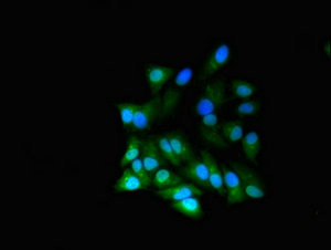 RGL2 Antibody in Immunocytochemistry (ICC/IF)
