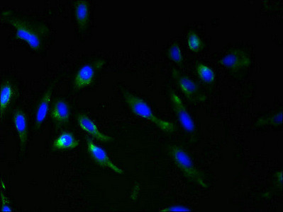 RNF148 Antibody in Immunocytochemistry (ICC/IF)
