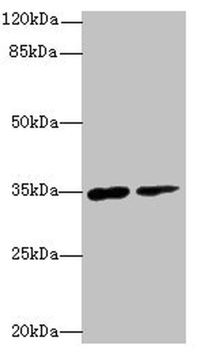 RNF148 Antibody in Western Blot (WB)