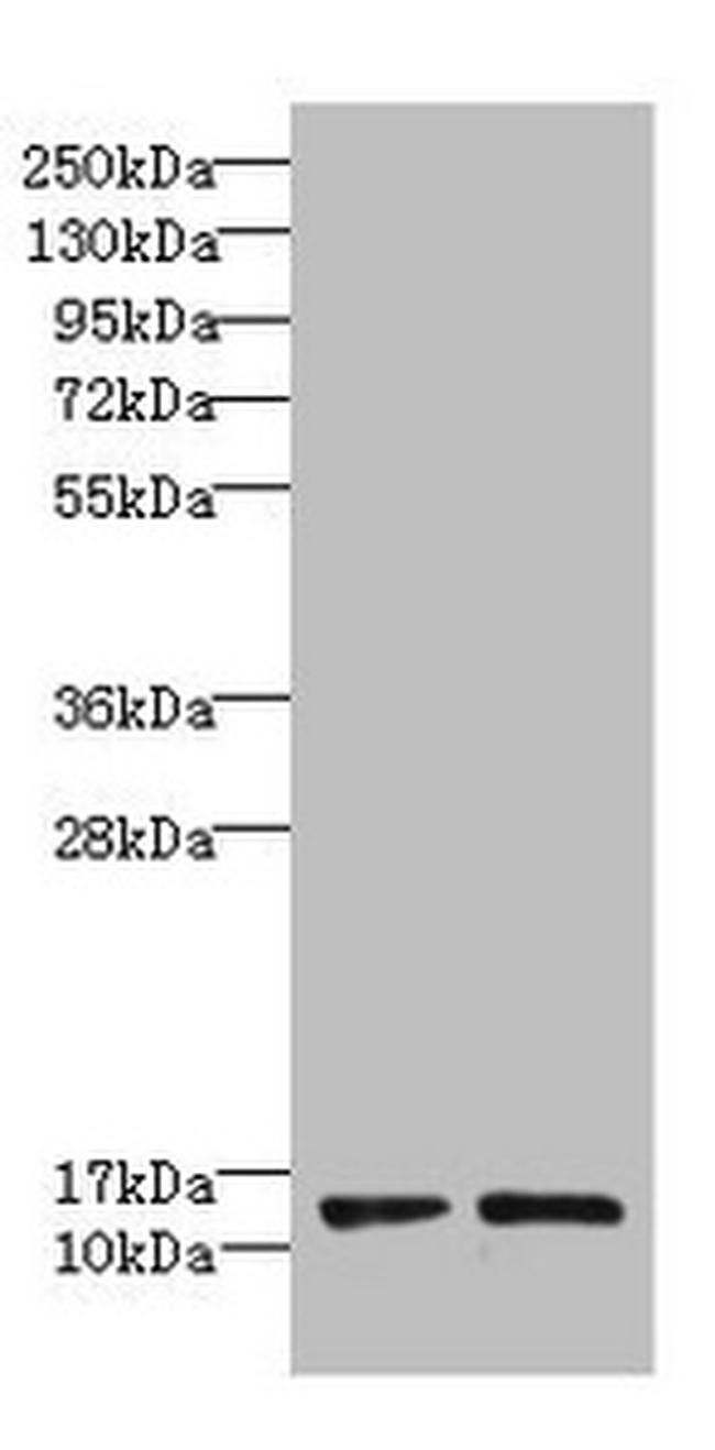 RPP14 Antibody in Western Blot (WB)