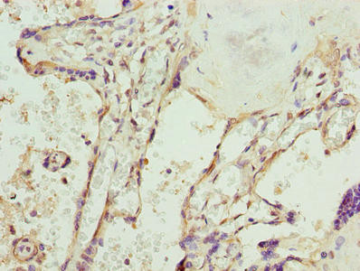 SPCS3 Antibody in Immunohistochemistry (Paraffin) (IHC (P))