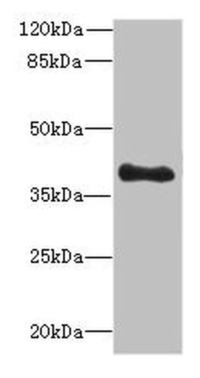 TFEC Antibody in Western Blot (WB)