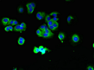 TMCC1 Antibody in Immunocytochemistry (ICC/IF)