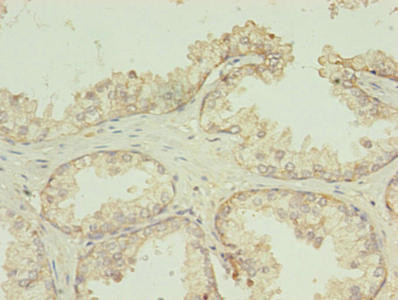 TMEM141 Antibody in Immunohistochemistry (Paraffin) (IHC (P))