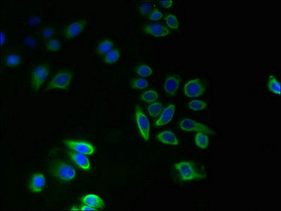 TMEM14A Antibody in Immunocytochemistry (ICC/IF)