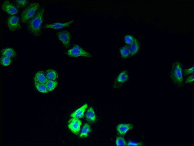 TMEM177 Antibody in Immunocytochemistry (ICC/IF)