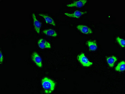 TMEM19 Antibody in Immunocytochemistry (ICC/IF)