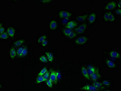 TM41A Antibody in Immunocytochemistry (ICC/IF)