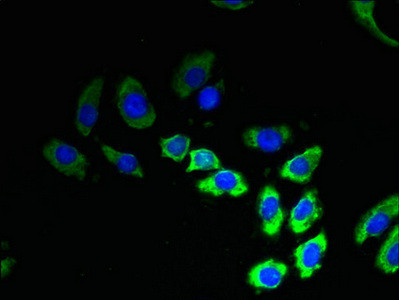 TMEM53 Antibody in Immunocytochemistry (ICC/IF)