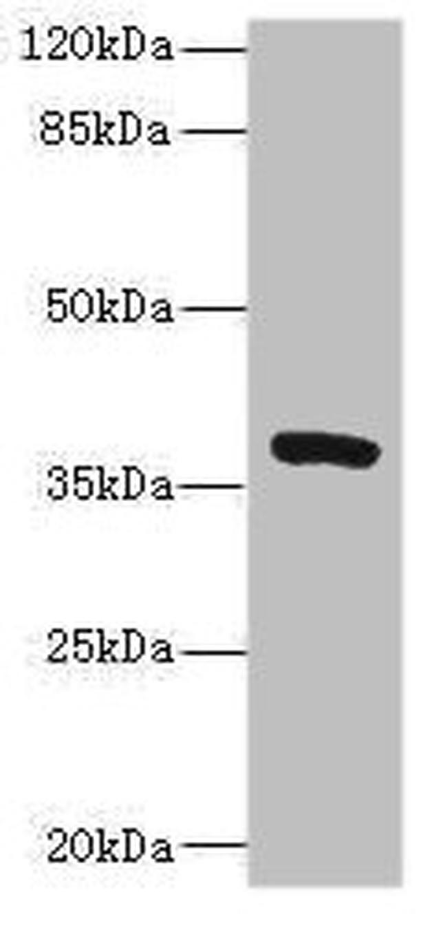 TMEM64 Antibody in Western Blot (WB)