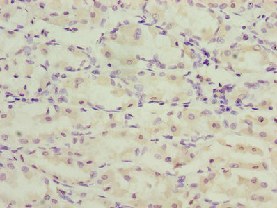 TMEM71 Antibody in Immunohistochemistry (Paraffin) (IHC (P))