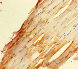 DREF Antibody in Immunohistochemistry (Paraffin) (IHC (P))