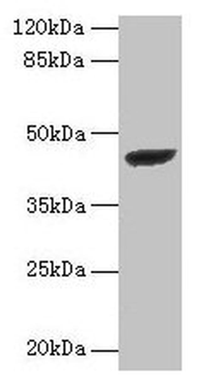 STARD7 Antibody in Western Blot (WB)