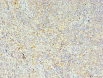 HLA-DRB4 Antibody in Immunohistochemistry (Paraffin) (IHC (P))