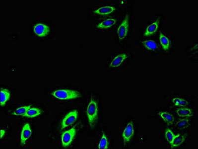 FCGR2A Antibody in Immunocytochemistry (ICC/IF)