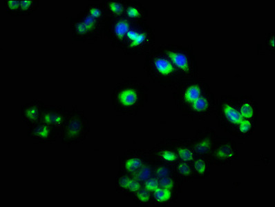 TNFRSF19L Antibody in Immunocytochemistry (ICC/IF)