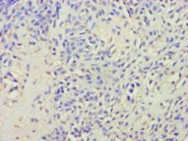 AVP Antibody in Immunohistochemistry (Paraffin) (IHC (P))