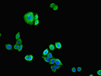CDH12 Antibody in Immunocytochemistry (ICC/IF)