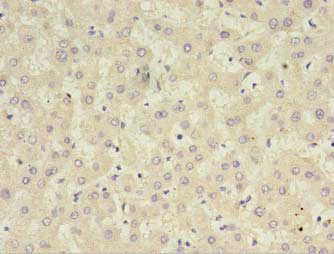 CFHR2 Antibody in Immunohistochemistry (Paraffin) (IHC (P))