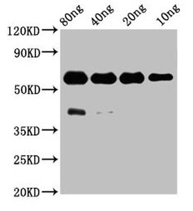 Protein Tyrosine Phosphatase Antibody in Western Blot (WB)