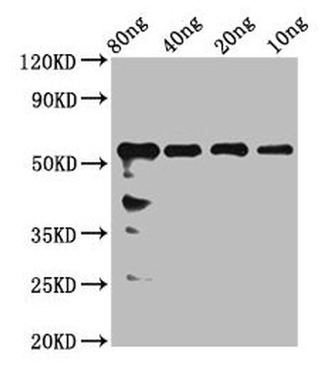 ARHE Antibody in Western Blot (WB)
