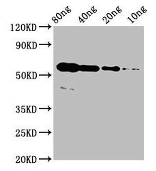 ARHE Antibody in Western Blot (WB)