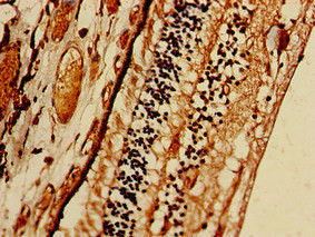 PRSS56 Antibody in Immunohistochemistry (Paraffin) (IHC (P))