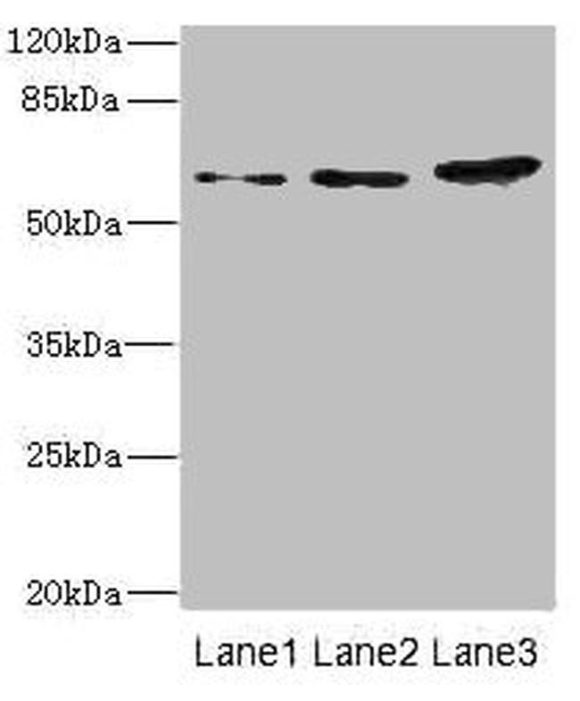 HERV-FRD Antibody in Western Blot (WB)