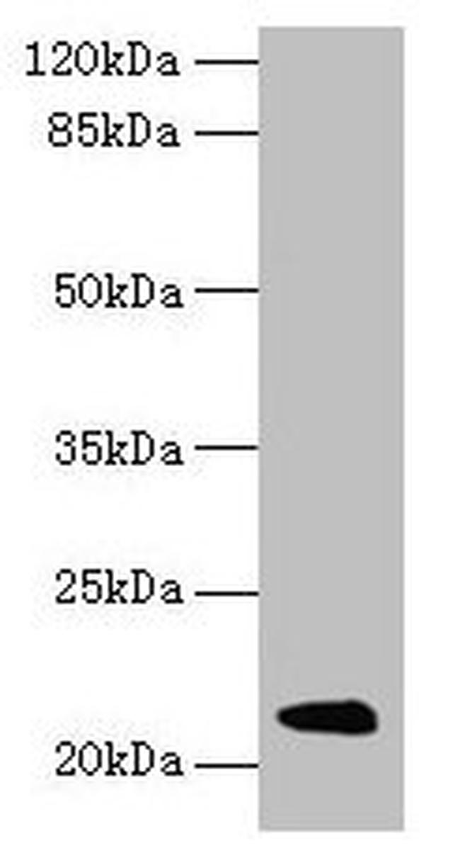 MUP11 Antibody in Western Blot (WB)