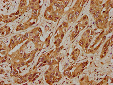 USP17L5 Antibody in Immunohistochemistry (Paraffin) (IHC (P))