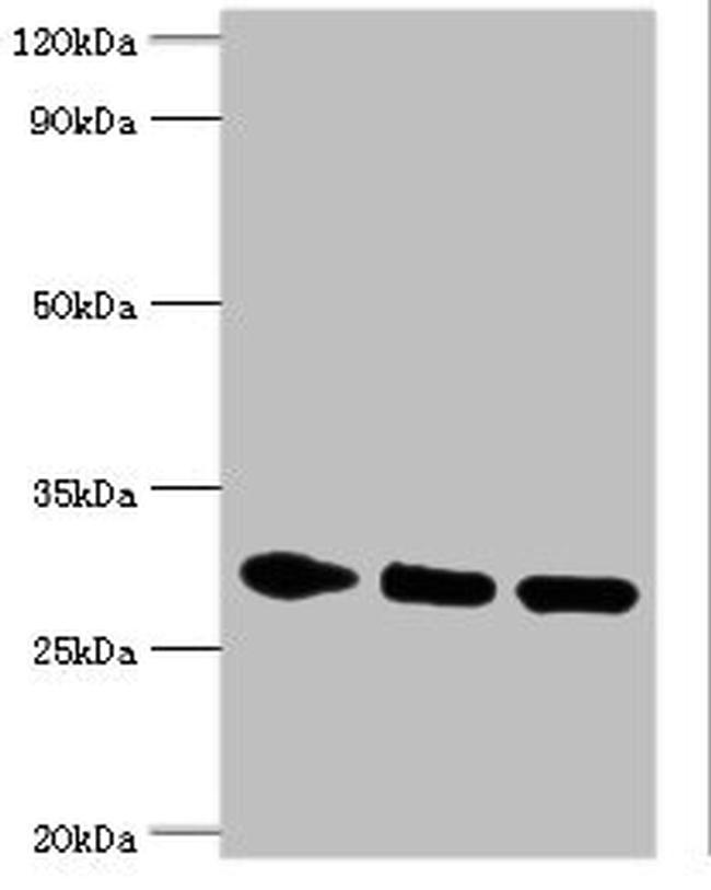 AMPK beta-2 Antibody in Western Blot (WB)