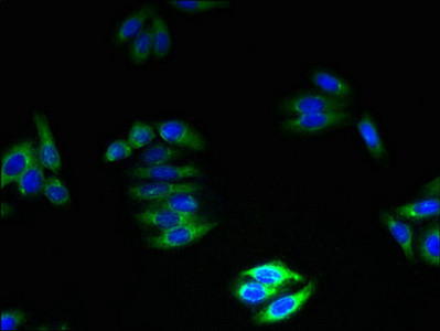 GPM6B Antibody in Immunocytochemistry (ICC/IF)