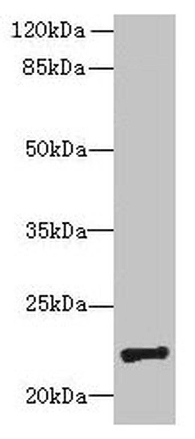 PIGH Antibody in Western Blot (WB)