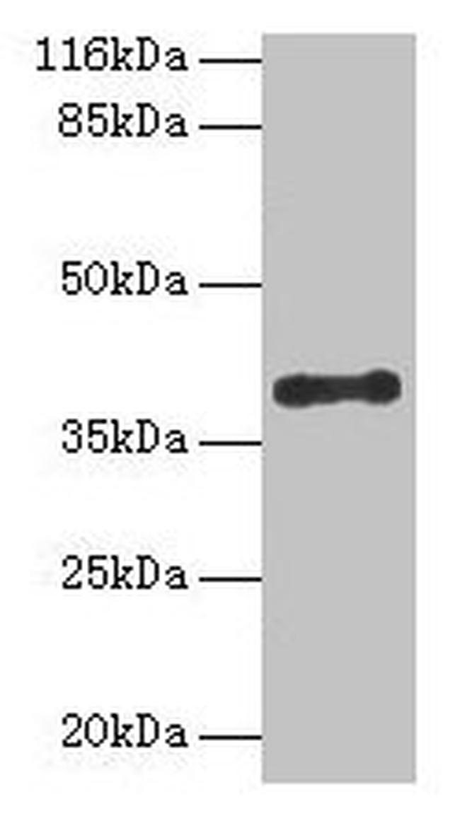 CYLC2 Antibody in Western Blot (WB)