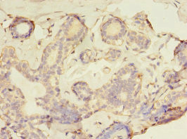 GFOD2 Antibody in Immunohistochemistry (Paraffin) (IHC (P))