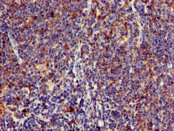 C1orf177 Antibody in Immunohistochemistry (Paraffin) (IHC (P))